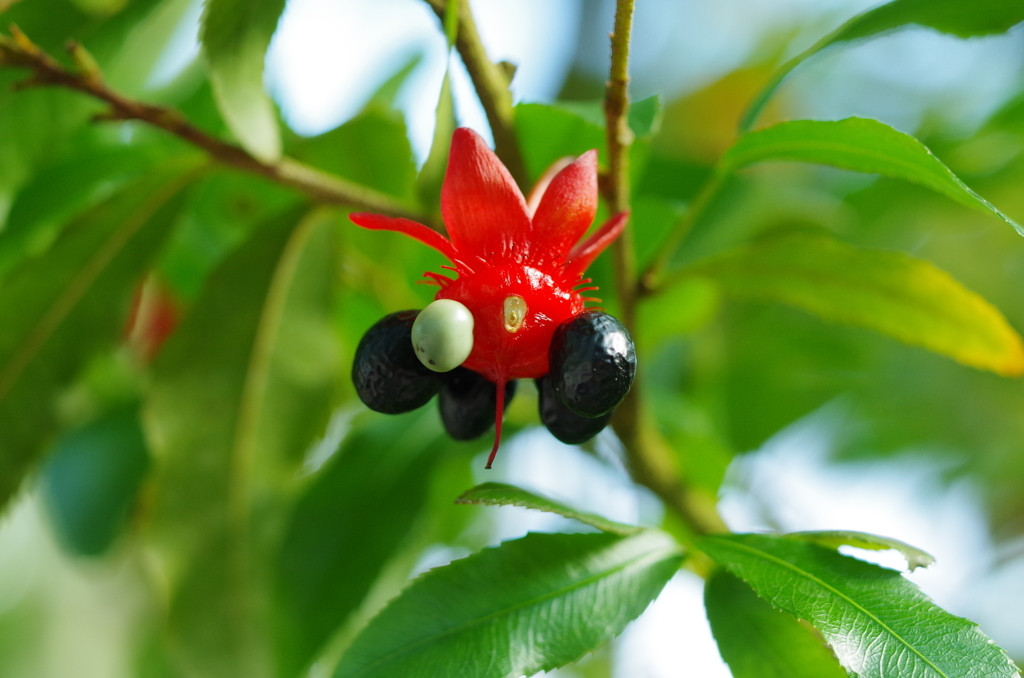 オススメポイント2：都心でめずらしい植物に出会える899268