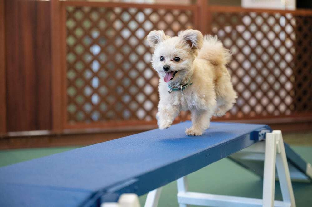 ペット用設備・サービス