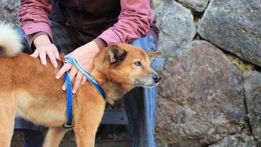 ペット同伴可 / 2