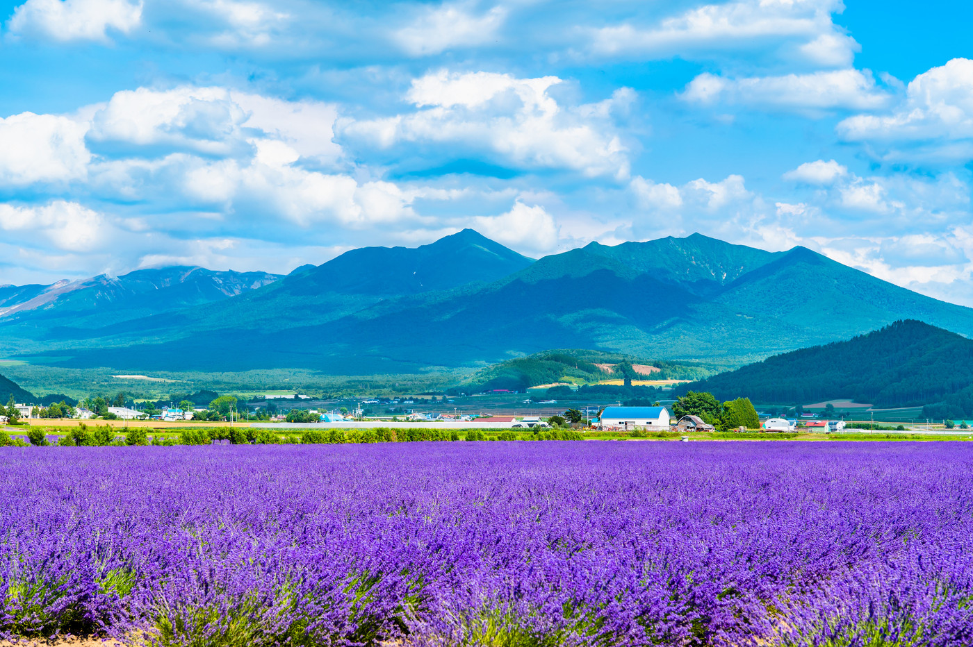 北海道上富良野町 ラベンダー畑と十勝連峰　～ラベンダーイースト～