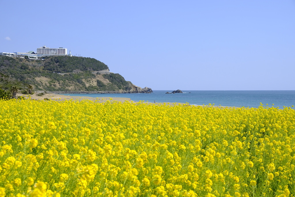 伊良湖オーシャンリゾートがある渥美半島ってどんなところ？3672869
