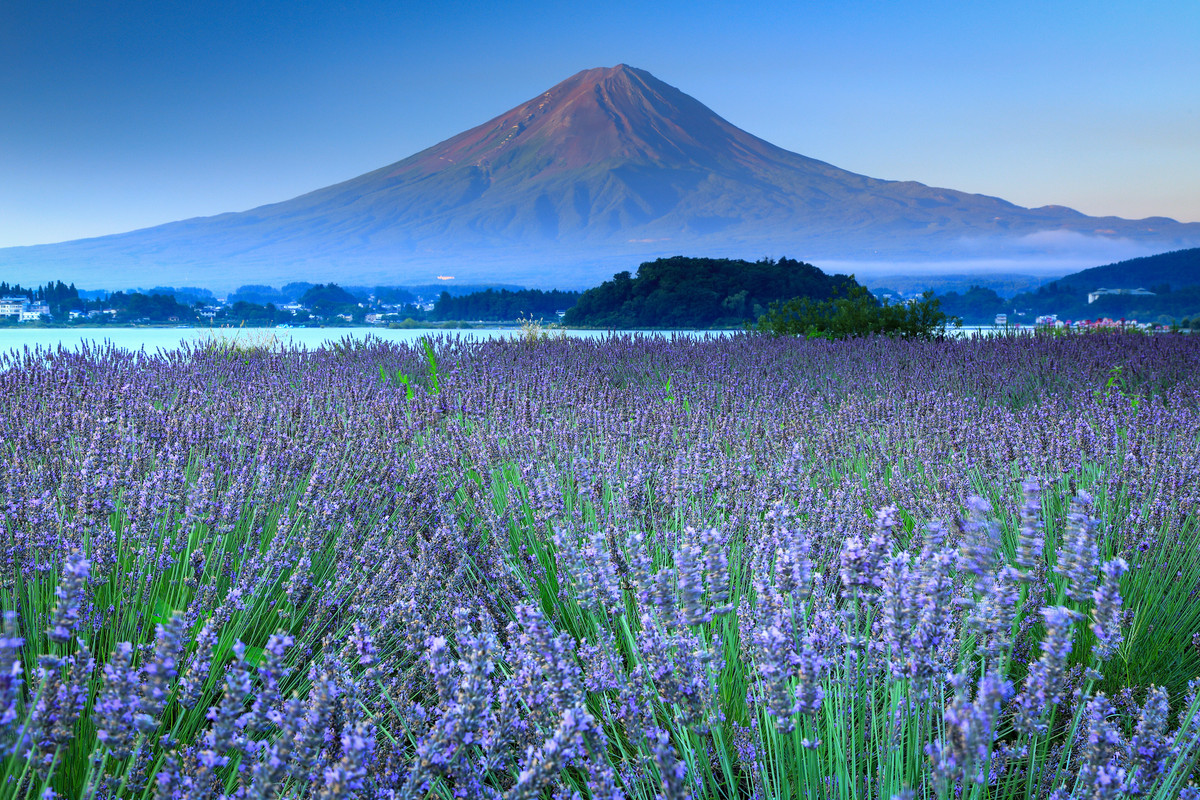 富士山とラベンダー