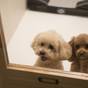 愛犬と一緒に素敵な旅を!ペットホテル(ワンちゃん1頭お預かり)付プラン (朝食付) | 神戸ベイシェラトン ホテル&タワーズ