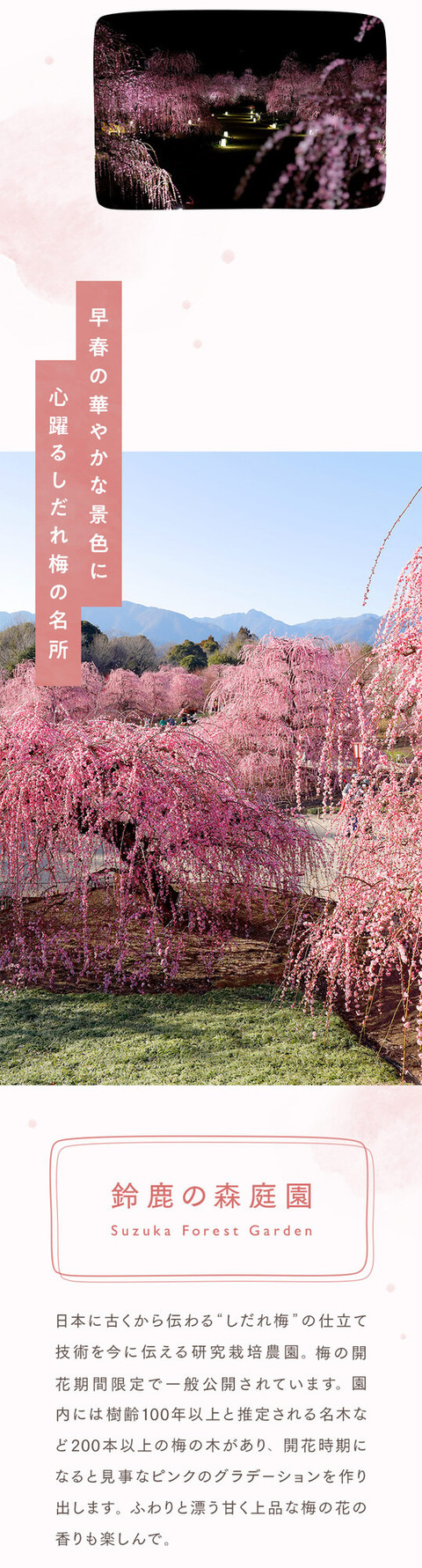 梅の花の香りに誘われて。幻想的なお花見 - 2