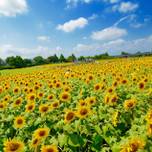ひまわりの花言葉知ってる？ちょっとクサい花のプレゼントが意外と嬉しい！