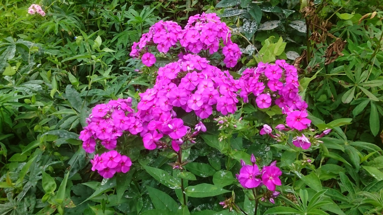 池ノ平湿原の高山植物