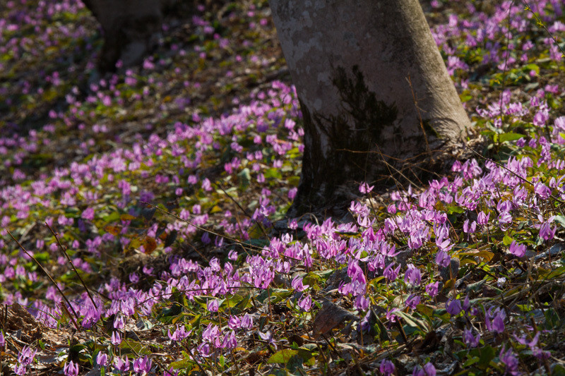 チューリップやバラ、カタクリなどの山野草も咲き競う、花好きの聖地4081795