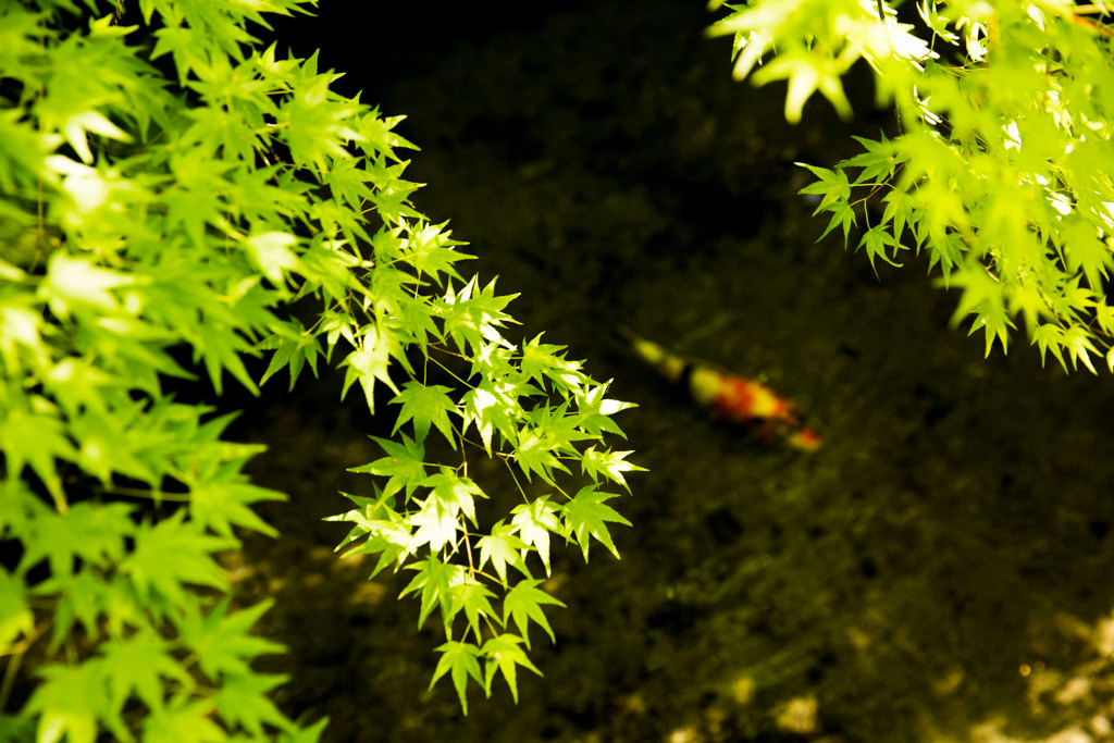 光明寺　瑠璃光院（こうみょうじ　るりこういん）1584112
