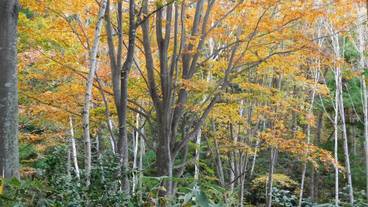 マウンテン ビュー / 28