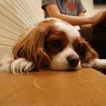 愛犬とランチ♪神奈川県のおすすめドッグカフェ7選