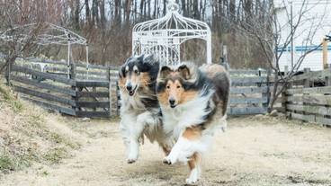 ペット同伴可 / 4