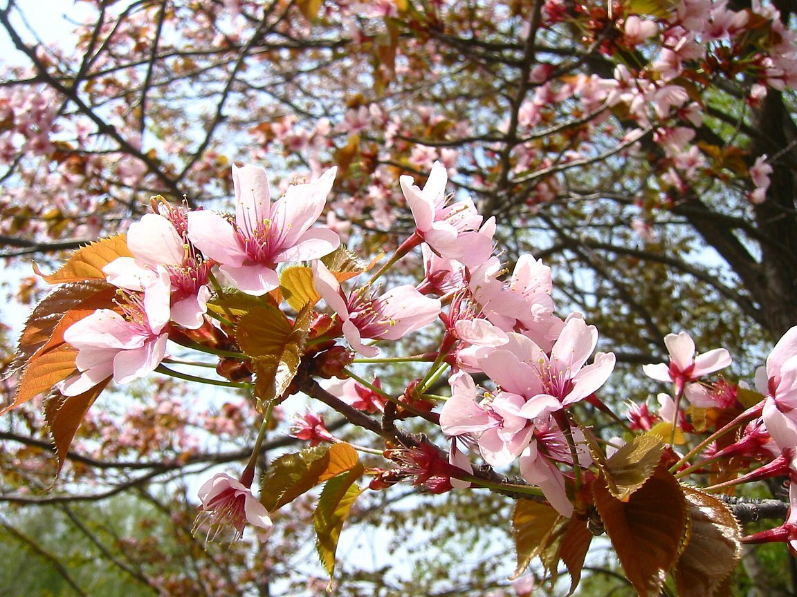真駒内公園1557658