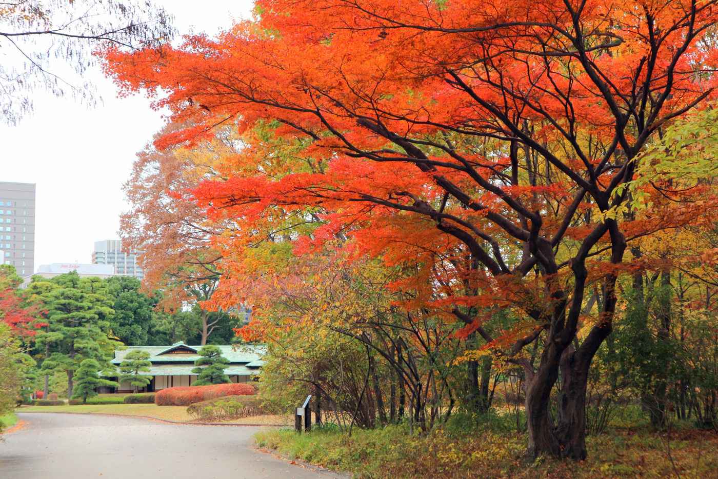 皇居東御苑、二の丸庭園の紅葉（12月）東京都千代田区