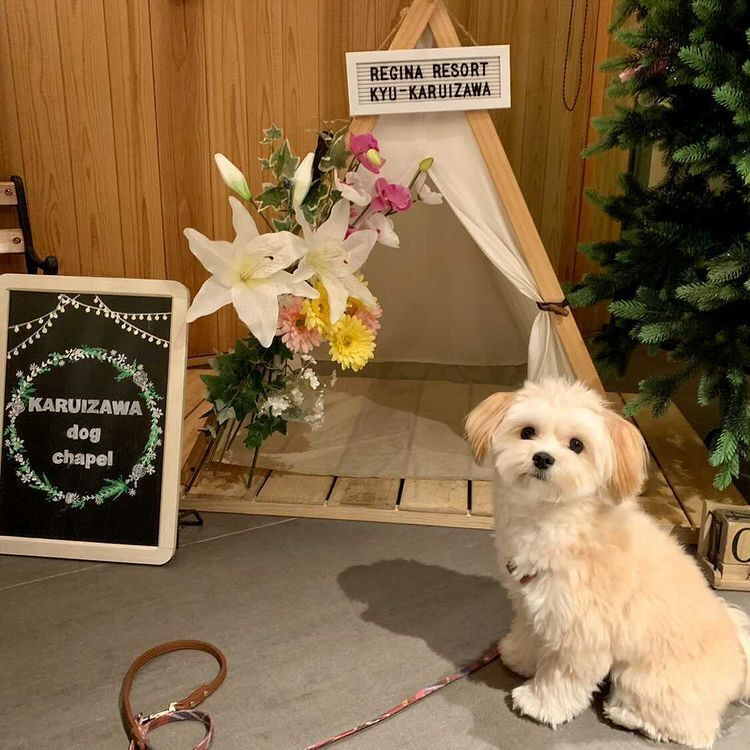 nicomaru1219さんの写真 / 1