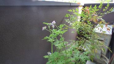 ガーデン ビュー / 12