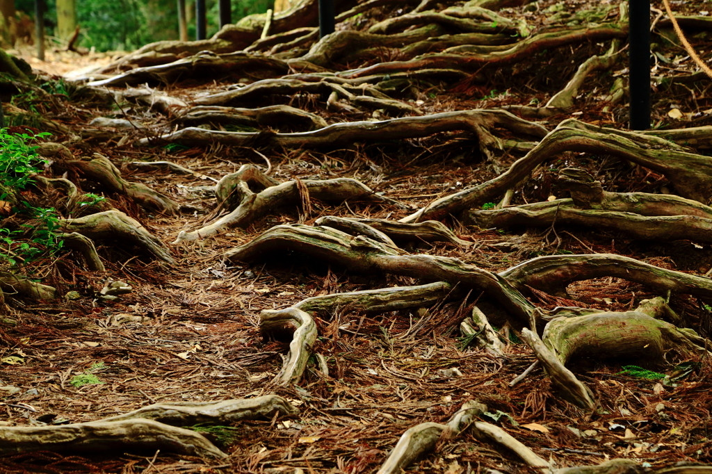 ハイキング：鞍馬（くらま）山3554385