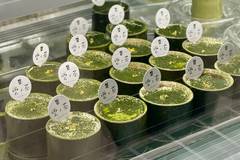 雲ノ茶カフェ 嵐山店