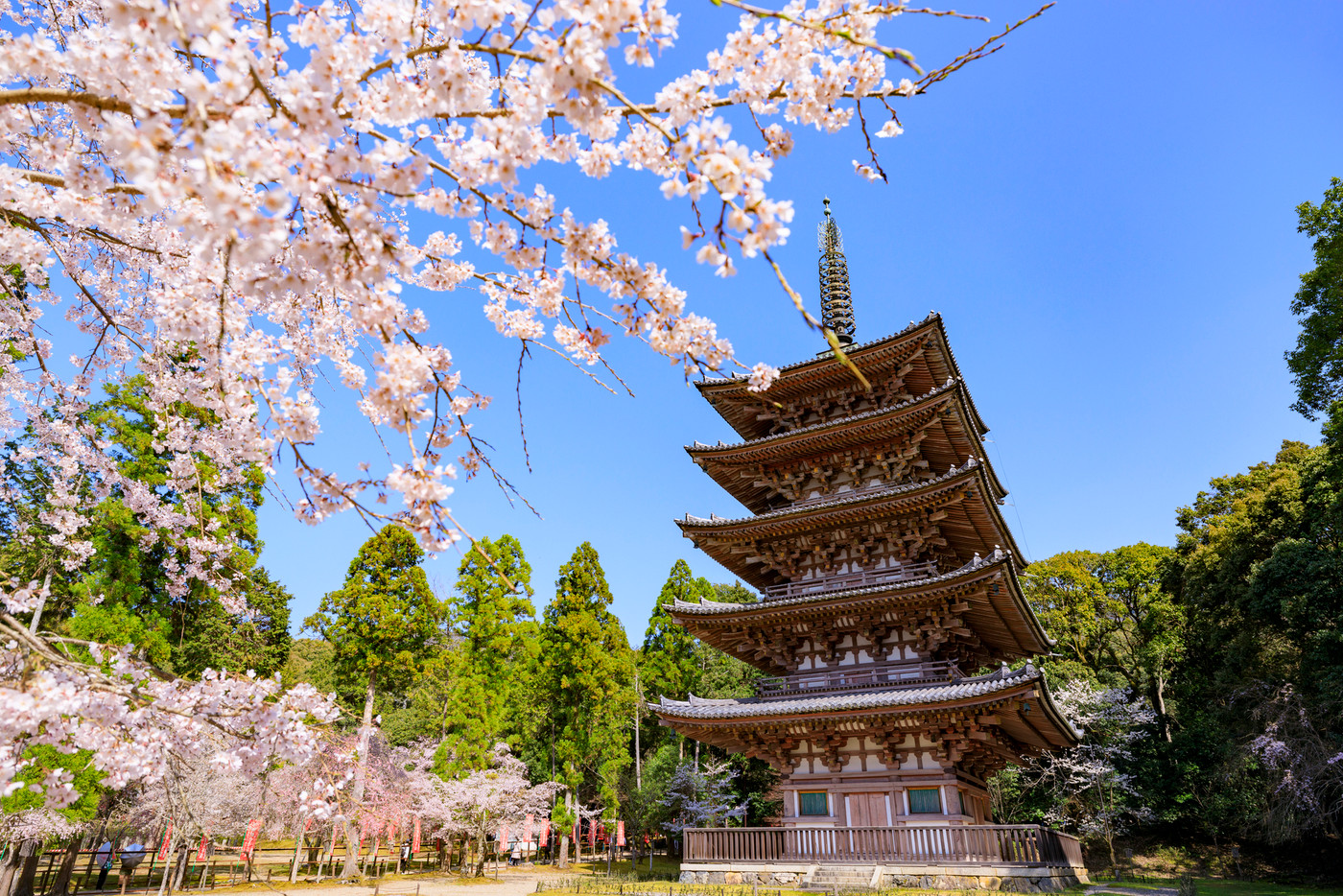 醍醐寺 満開の枝垂れ桜