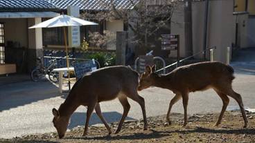 施設の敷地 / 31