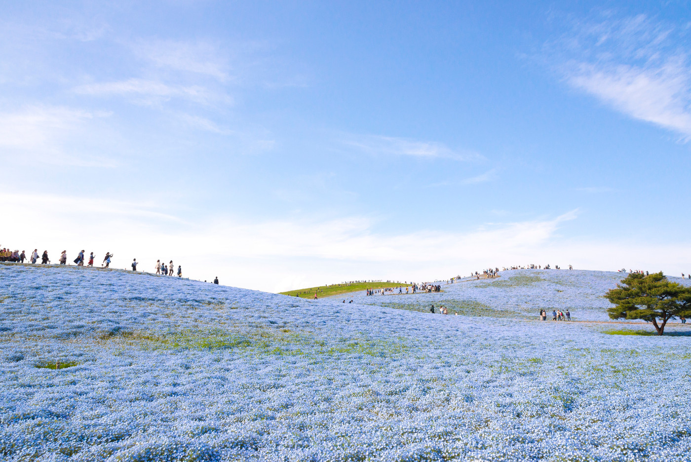 ネモフィラの丘