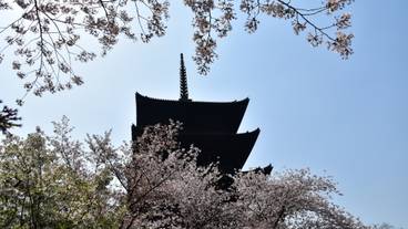 五重塔と桜 / 3