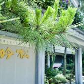 指宿温泉 夫婦露天風呂の宿 吟松（ぎんしょう）（鹿児島県 旅館） / 4