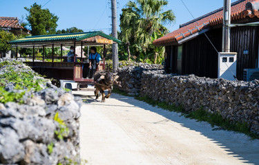 8 Guest Houses on Taketomi Island to Escape and Experience the Island Life!