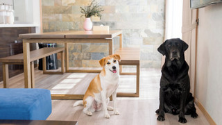 (104) メゾネットルーム ガーデンビュー ペット同泊可