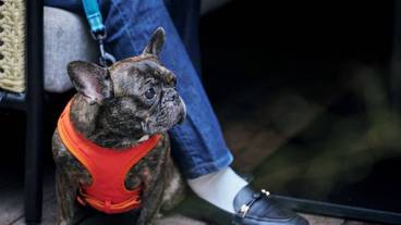 レストラン / 32