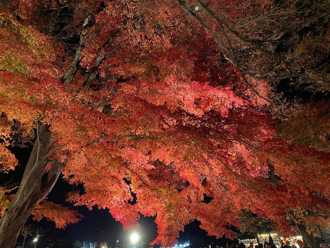 icotto_ynさんの写真 / 3