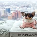 名古屋でペットと泊まれるおすすめホテル7選♪愛犬と楽しい旅を