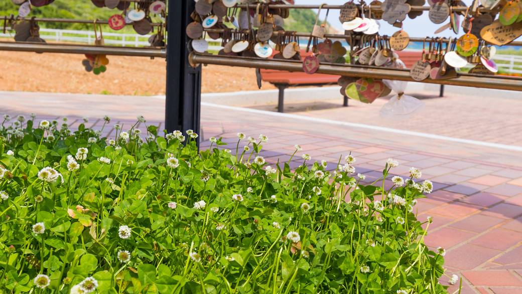 幸せの鐘 四つ葉のクローバー / 3