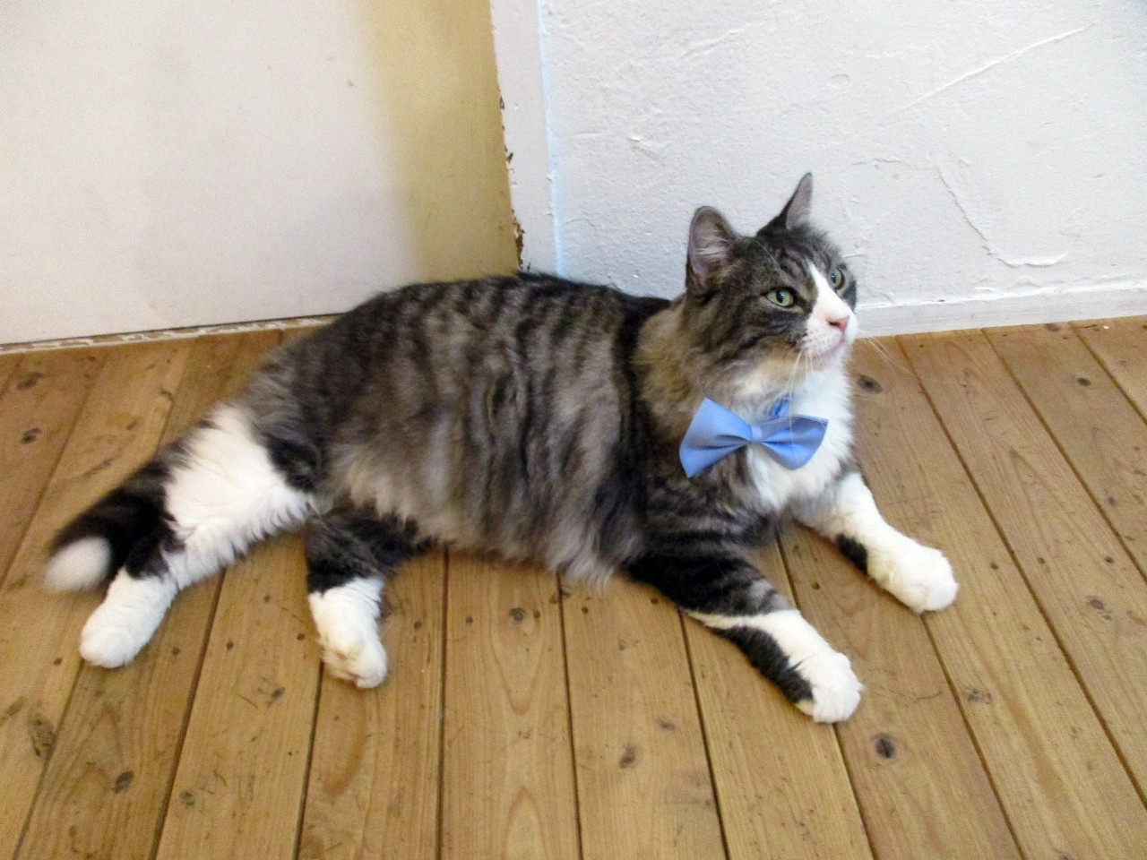 ニャンコたちから、エネルギッシュなパワーをもらえる4260594