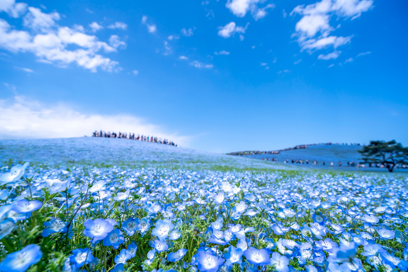 イルカのいる風景