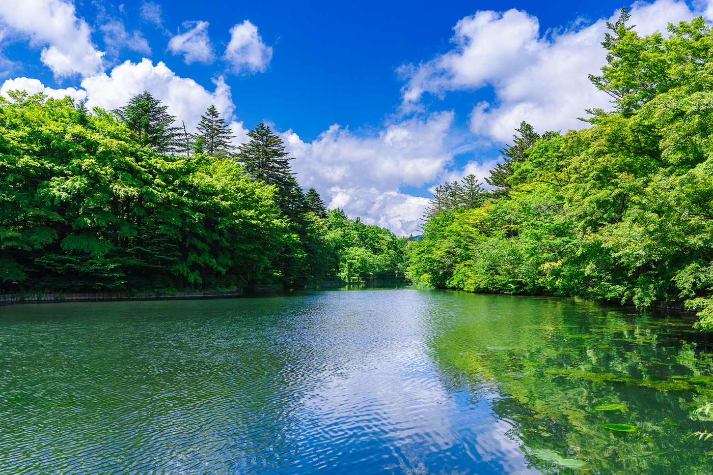 初夏の雲場池(長野県軽井沢）