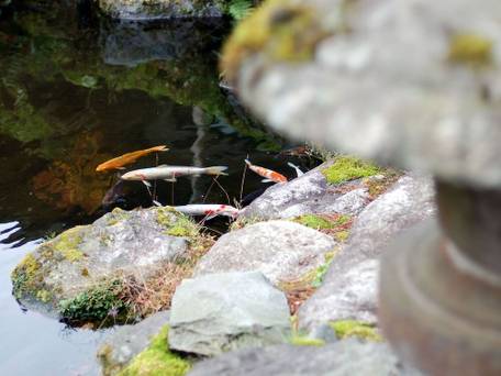 芦之湯温泉 美肌の湯 きのくにや（本館） / 5