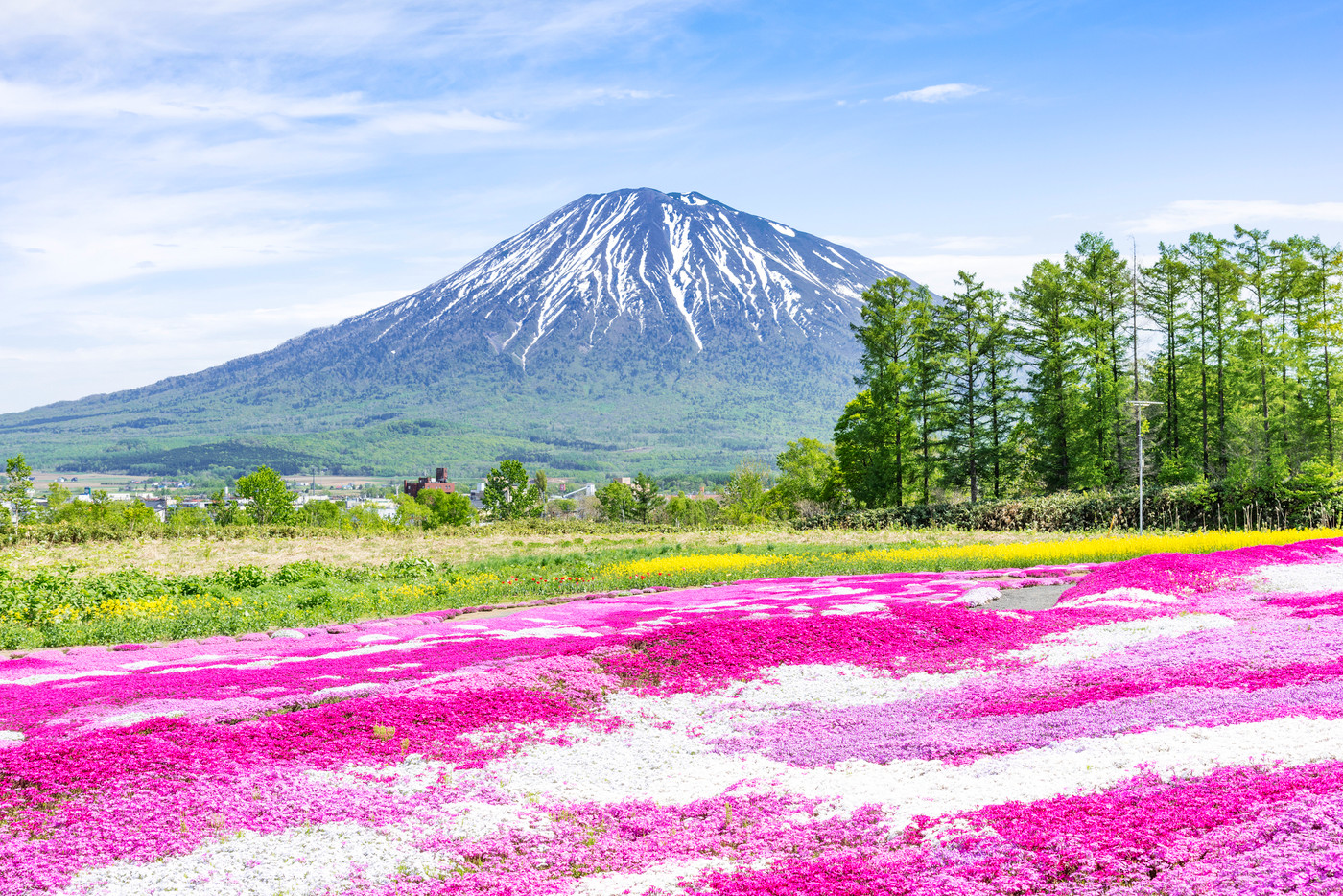 羊蹄山とシバザクラ　倶知安町