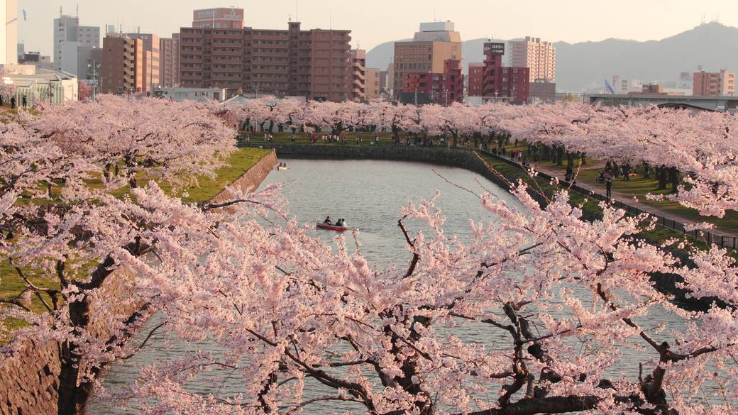 春の五稜郭公園 / 2
