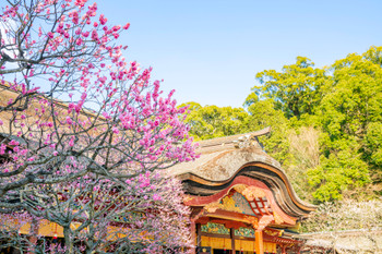 Dazaifu Tenmangu Shrine with plum blossoms in full bloom