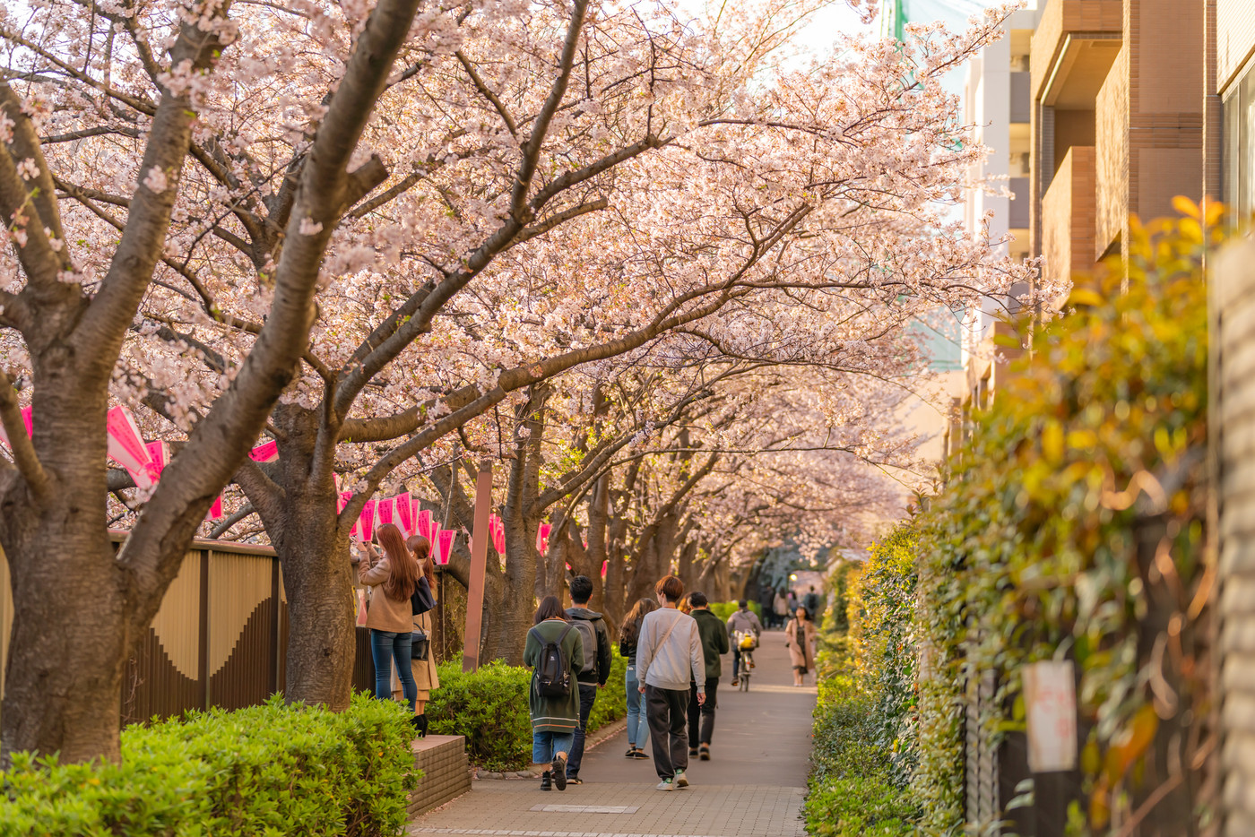 日本の春 目黒川 目黒周辺の桜並木