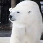 北海道の動物園は人気スポットが豊富！楽しめるおすすめ8選
