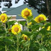 スコッチコート（栃木県 ペンション） / 3