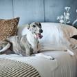 【東京】愛犬と一緒にリフレッシュ♪ペットと泊まれる高級ホテル5選