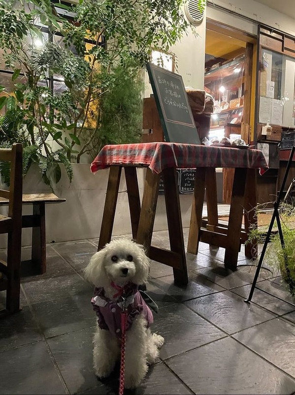 toy_poo_hinakoさんの写真 / 2