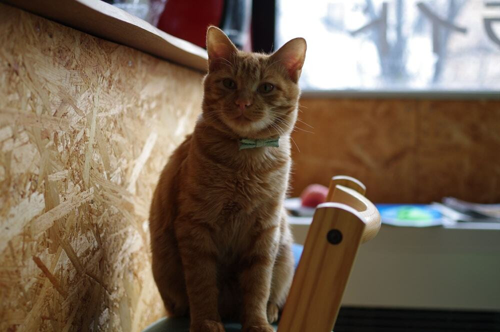 リビング エリア