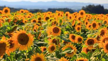 月山高原のひまわり畑 / 2