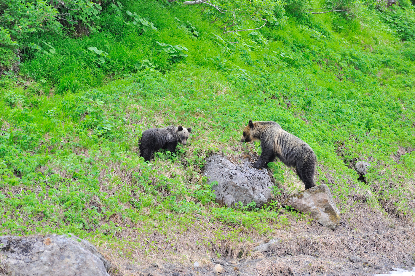 ヒグマの親子（北海道・知床）