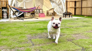 ドッグオペラテント