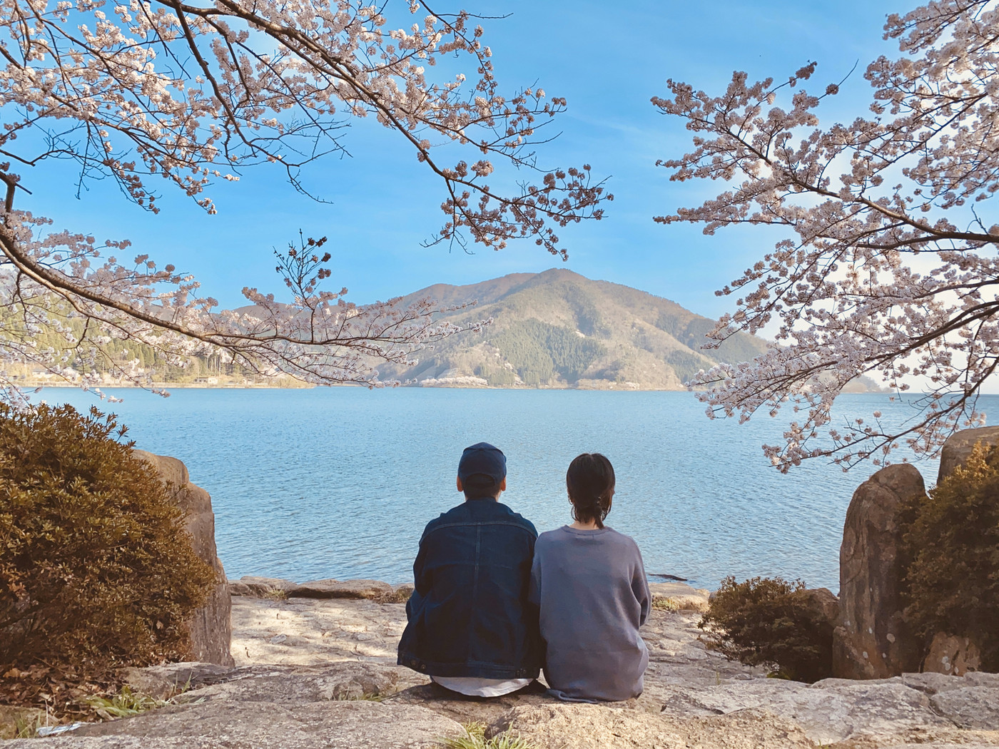 湖岸に咲く綺麗な桜