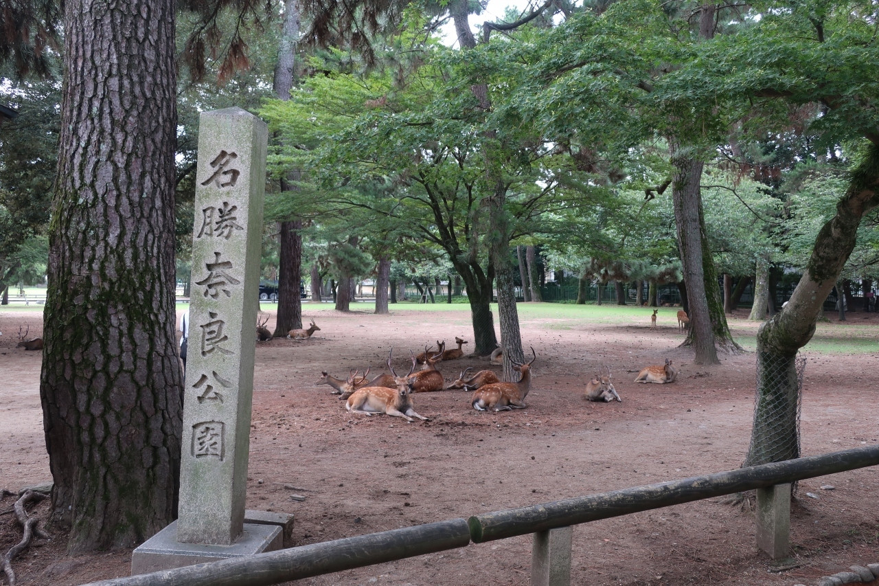 奈良観光の中心！広大な敷地の公園4091205